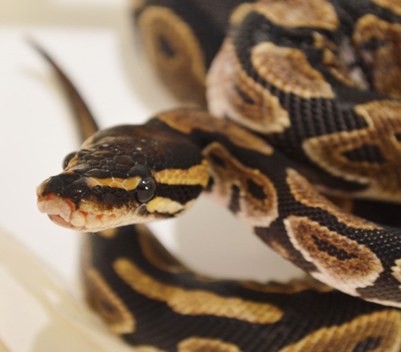 Snake Cafe in Harajuku, Things To Do in Tokyo JAPAN | hisgo Japan