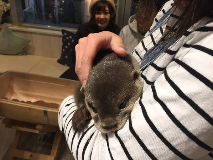 Chinchilla Otter Hedgehog Cafe Playing With Many Cute Animals Things To Do In Tokyo Japan Hisgo Tic