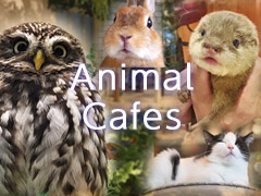 AnimalCafes