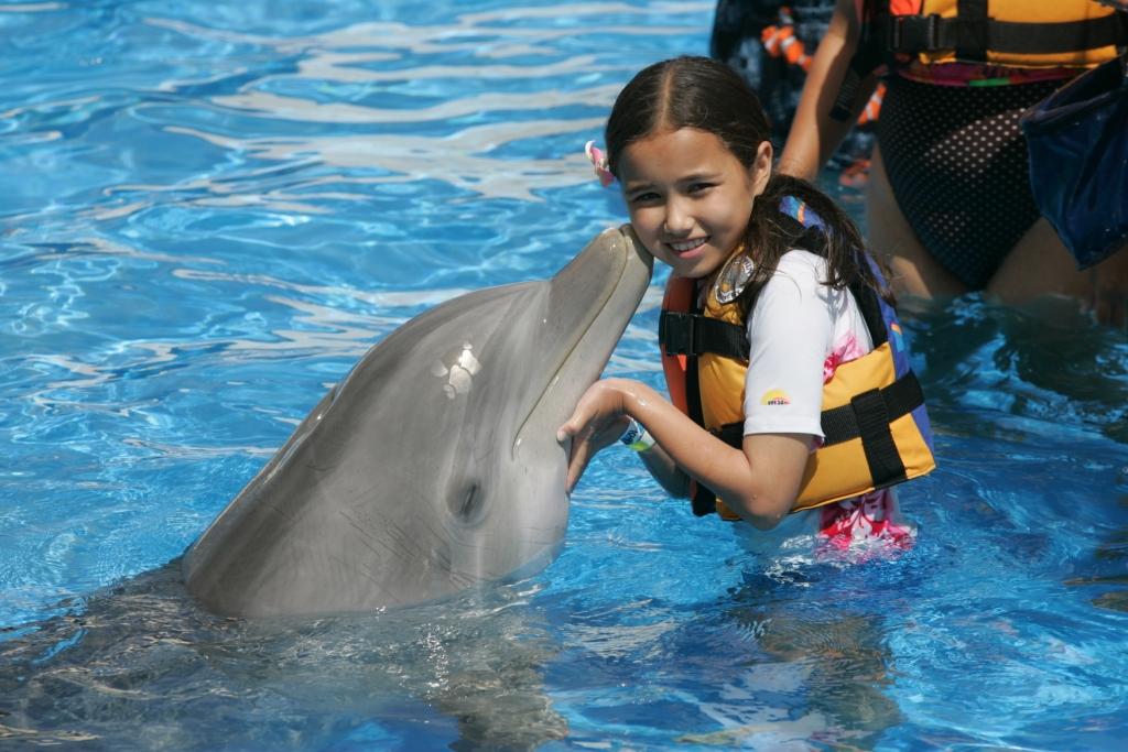 シーライフパーク ハワイ お子様も安心 浅瀬で遊べるドルフィン エンカウンター ホノルル オアフ島 ハワイ アメリカ のお得なオプショナルツアー Hisgo ネパール