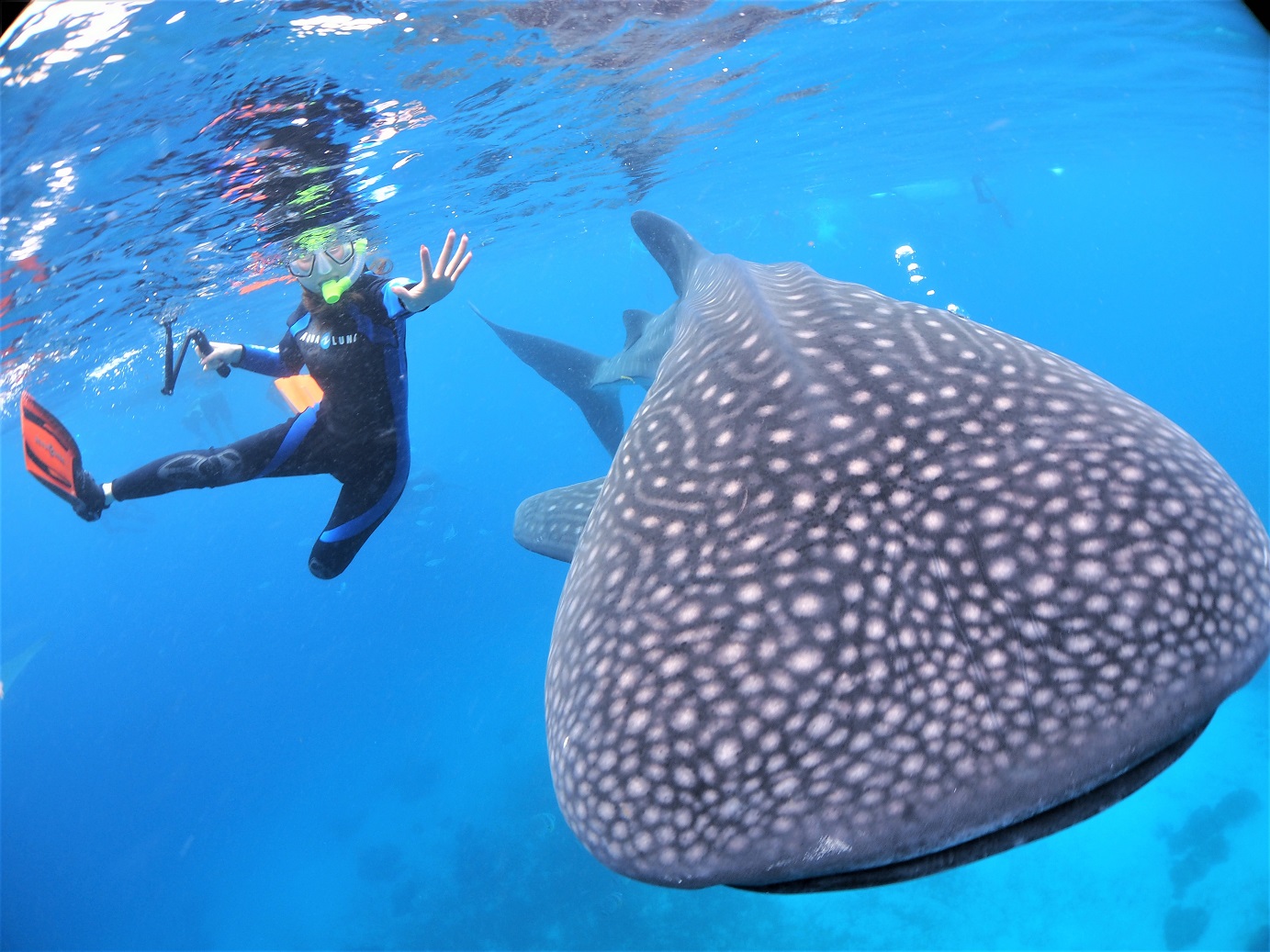 マリンハウスシーサー ジンベイザメスノーケリング ツマログの滝ツアー セブ島 フィリピン のお得なオプショナルツアー Hisgo ポーランド