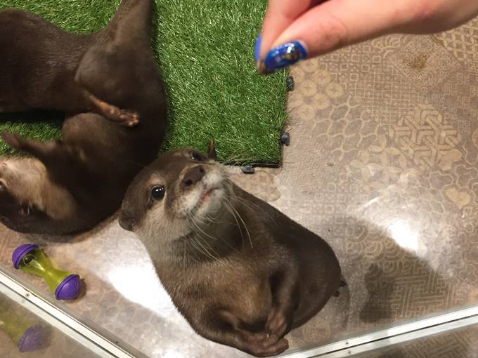 チンチラ かわうそカフェ かわいい動物と触れ合おう 東京 日本 のお得なオプショナルツアー Hisgo ポーランド