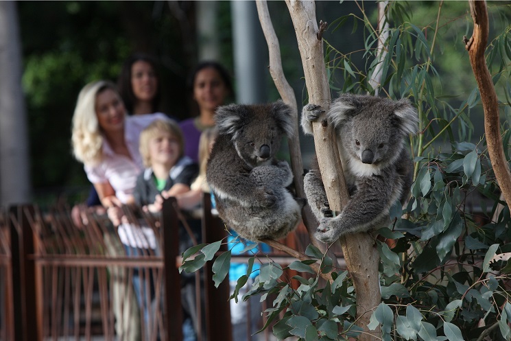 メルボルン動物園 メルボルン オーストラリア のお得なオプショナルツアー Hisgo アメリカ