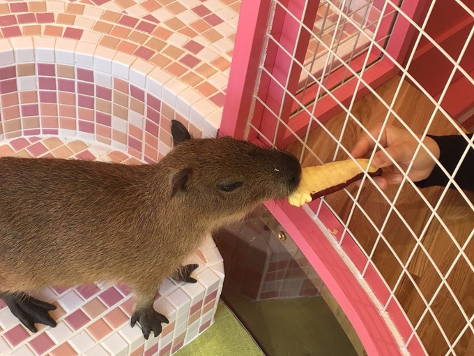 カピパラ フェレットカフェ 原宿かわいい動物園 東京 日本 のお得なオプショナルツアー Hisgo アメリカ