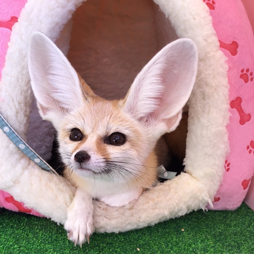 カピパラ フェレットカフェ 原宿かわいい動物園 東京 日本 のお得なオプショナルツアー Hisgo アメリカ