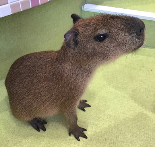 カピパラ フェレットカフェ 原宿かわいい動物園 東京 日本 のお得なオプショナルツアー Hisgo アメリカ